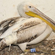 Illustration for article titled How the hell did this pelican survive after getting shot 110 times?